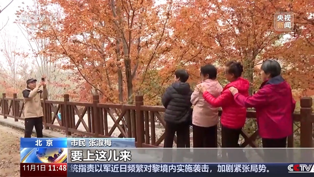 视频丨北京秋天悄悄“上了色” 斑斓枫叶一眼心动