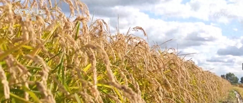 每逢佳节倍“尝”新、大国粮仓“底气”足 沉浸式感受饭碗里的新变化