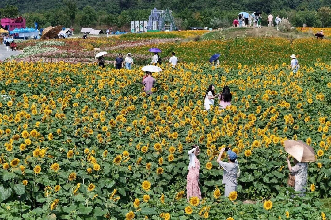 40℃！秋老虎今起“硬控”浙江，降温或要等到假期尾声