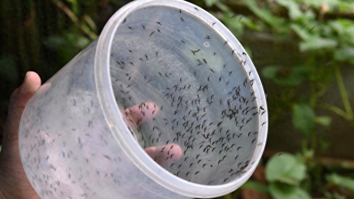 巴西启用大型“蚊子工厂”防控蚊媒疾病