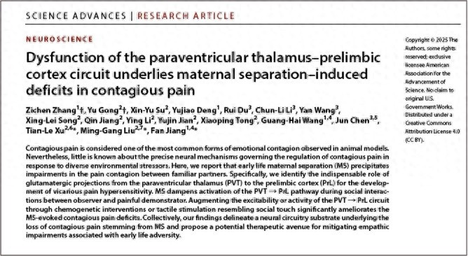 生命早期母婴分离损害共情能力,上海科研团队揭示关键神经机制