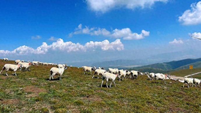 龙仁青：真白骨精现身羊群