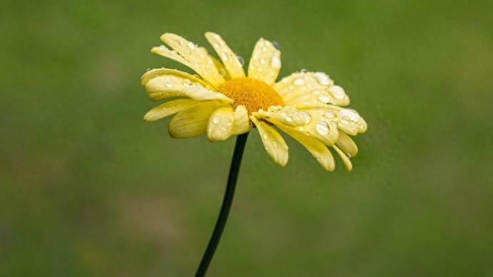 张孙玮：陆小曼二三事