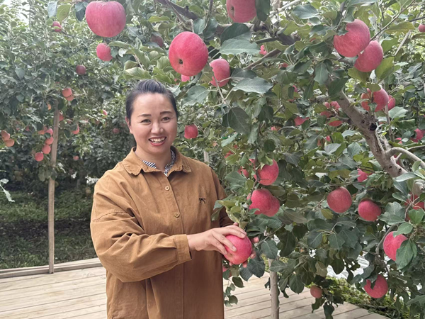 阿克苏的苹果没有“时差”