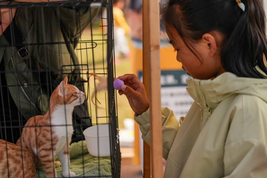 闵行马桥,为期2天的“宠物嘉年华”正在上演,带你解锁“人宠友好”新玩法