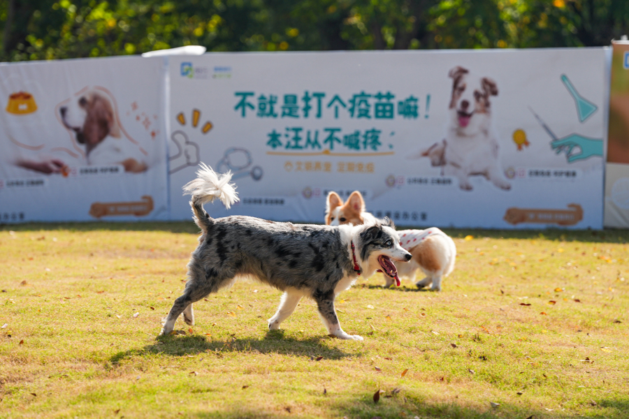 闵行马桥,为期2天的“宠物嘉年华”正在上演,带你解锁“人宠友好”新玩法