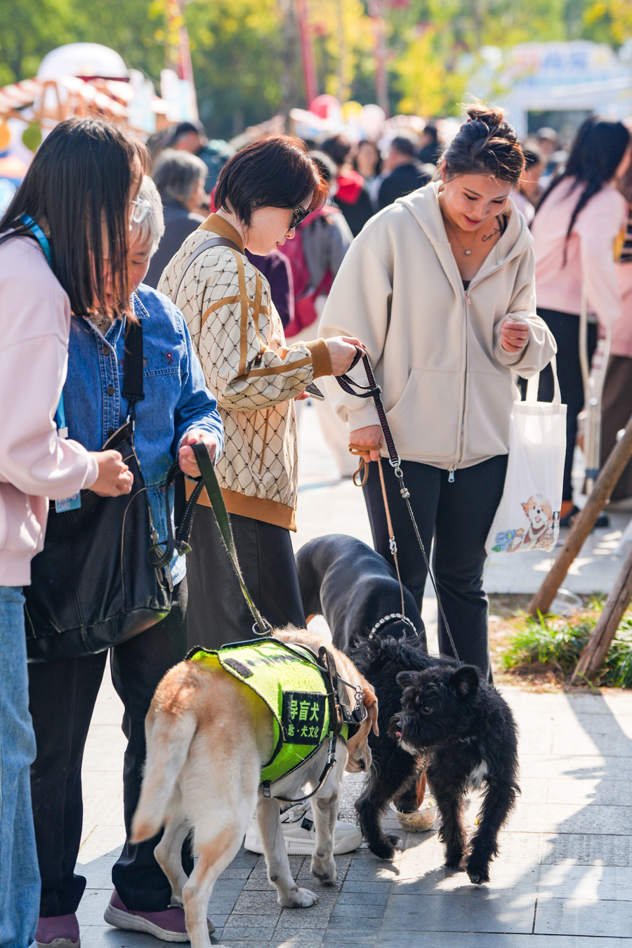 闵行马桥,为期2天的“宠物嘉年华”正在上演,带你解锁“人宠友好”新玩法