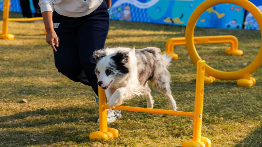 闵行马桥,为期2天的“宠物嘉年华”正在上演,带你解锁“人宠友好”新玩法