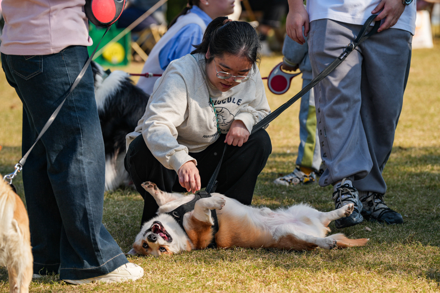 闵行马桥,为期2天的“宠物嘉年华”正在上演,带你解锁“人宠友好”新玩法