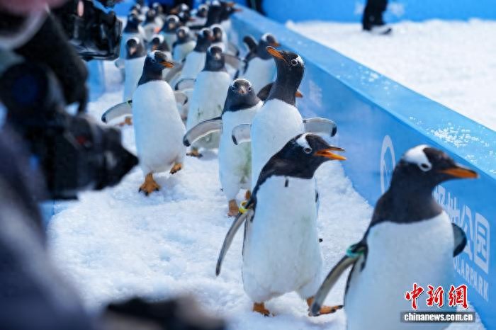 哈尔滨“淘学企鹅”大巡游今冬上线