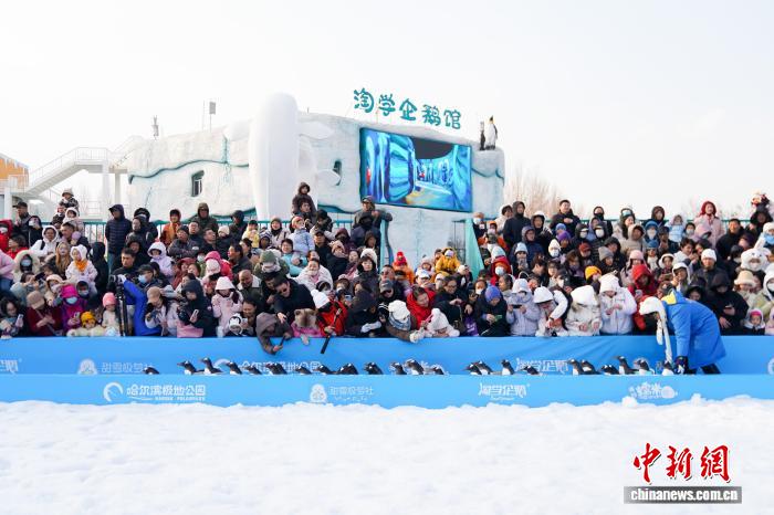 哈尔滨“淘学企鹅”大巡游今冬上线