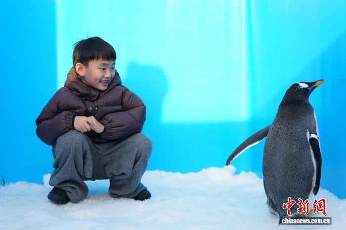 哈尔滨“淘学企鹅”大巡游今冬上线