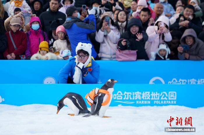 哈尔滨“淘学企鹅”大巡游今冬上线