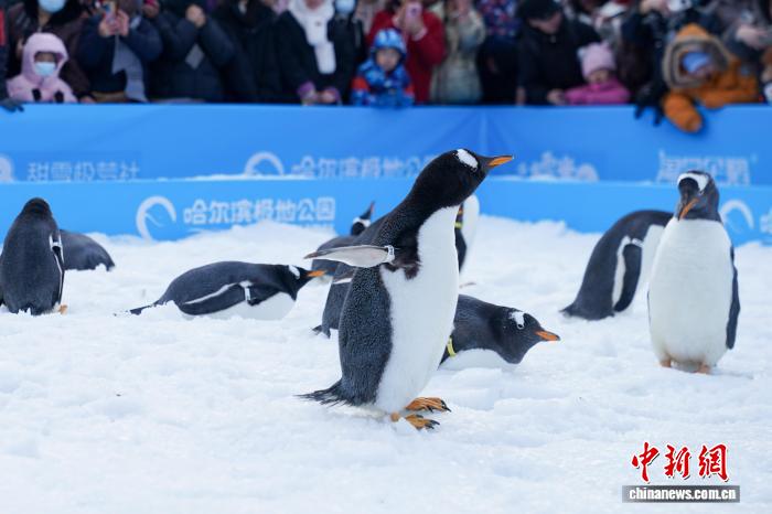 哈尔滨“淘学企鹅”大巡游今冬上线