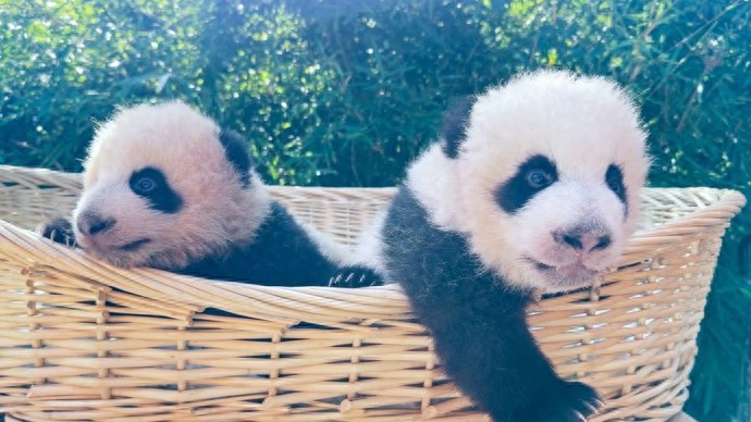 从200克到4公斤！大熊猫龙凤胎定名“芊然”“芊逸”，见证成长惊喜