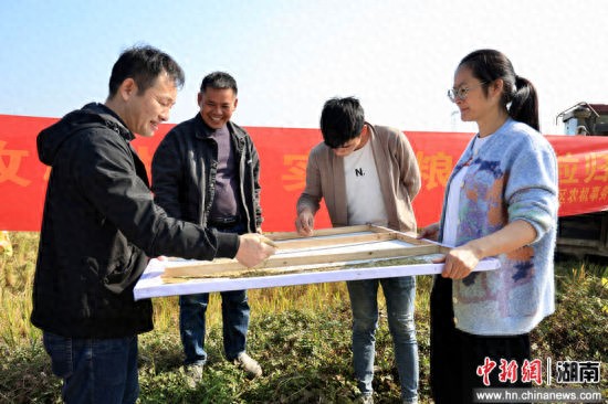 湖南永州冷水滩农技专家护航晚稻机收颗粒归仓