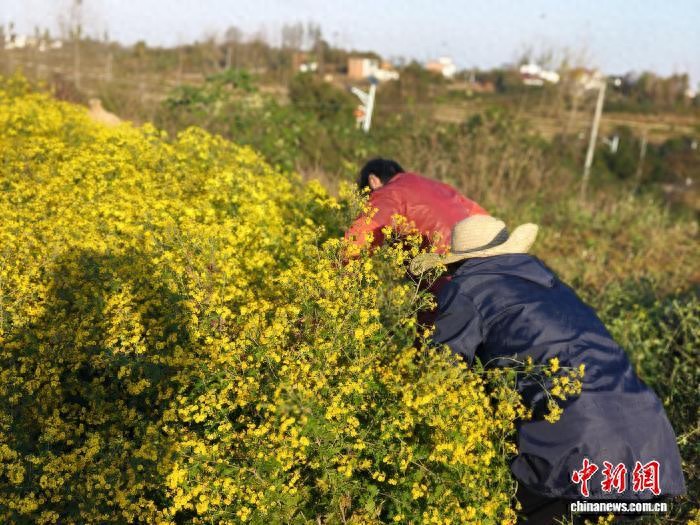 房前屋后“致富花”  豫南大别山北麓固始菊开乡间