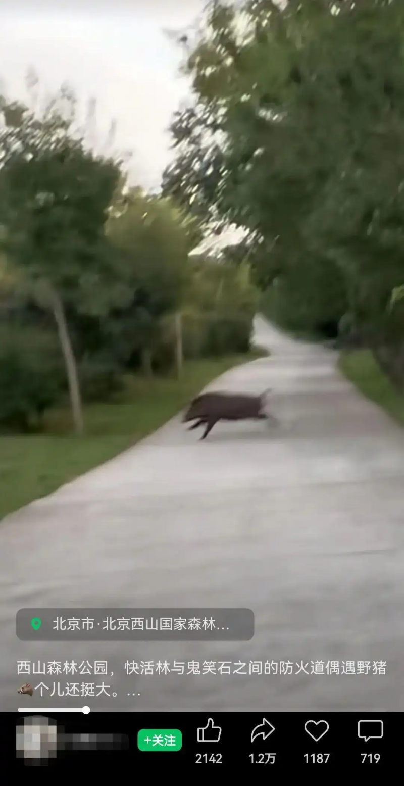 西山国家森林公园偶现野猪踪迹，公园已设20余处标示牌