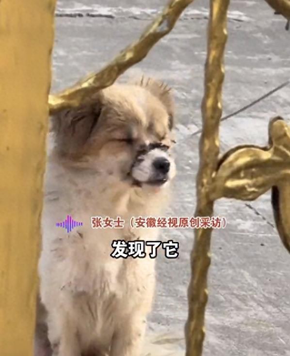 小狗嘴巴被人用扎带捆住，是谁这么没人性？