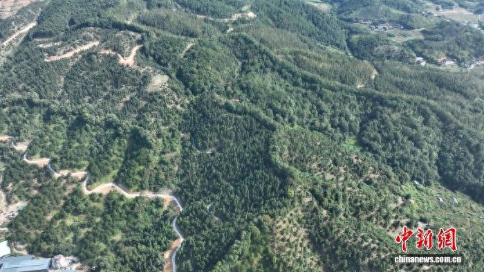 福建尤溪：杉木良种迎丰收 国土绿化“芯片”再升级