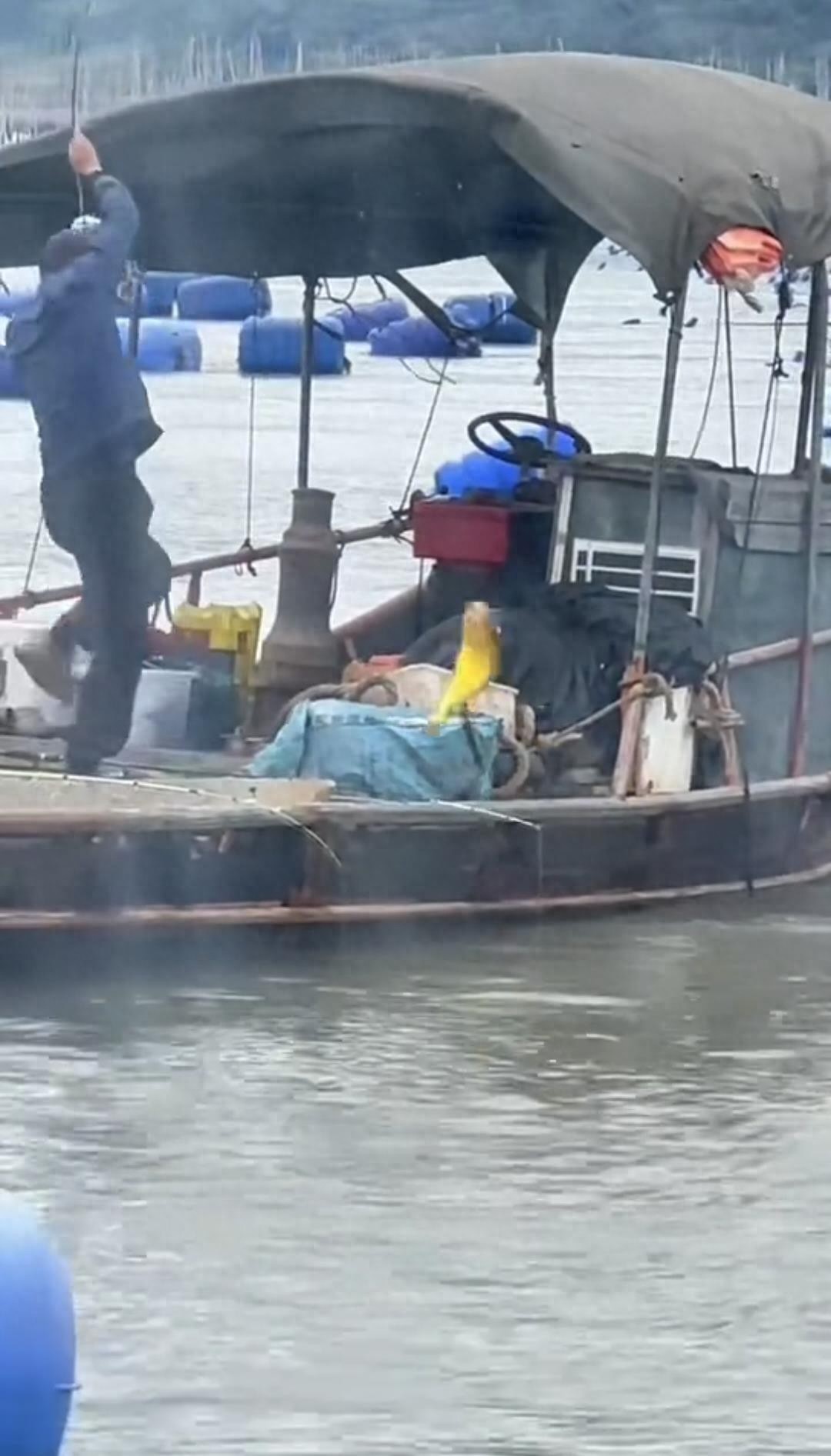 大爷在海上钓起一条“黄金鱼”，视频发布者估算价值2万元，专家解读