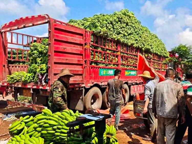香蕉协会会长回应海南蕉农提前抢收：正常收获的香蕉与倒地香蕉收购价一斤约相差5毛