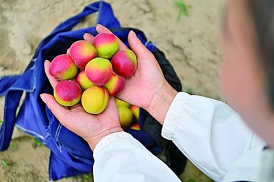 “果篮经济”正当时