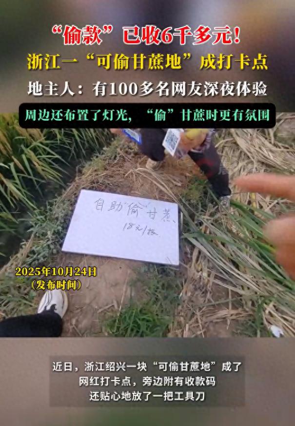 快评丨“可偷甘蔗地”成网红打卡点，“偷感”十足为何让人着迷