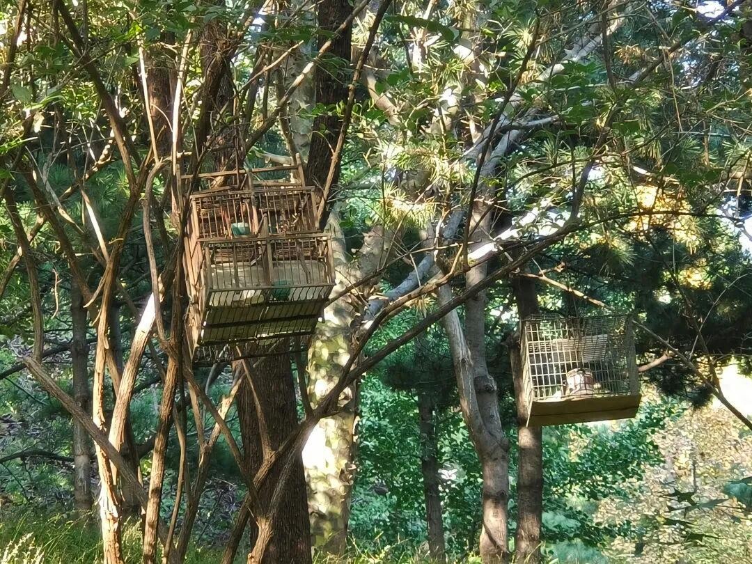 抵制非法捕猎野生动物 看到这种笼子要马上举报