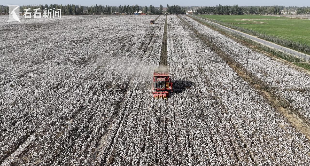 “明年我也买一台!”一位新疆棉农的“机械雄心”