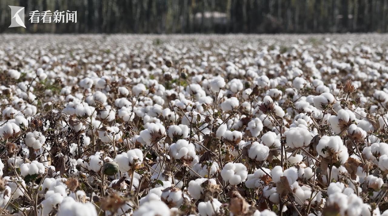 “明年我也买一台!”一位新疆棉农的“机械雄心”