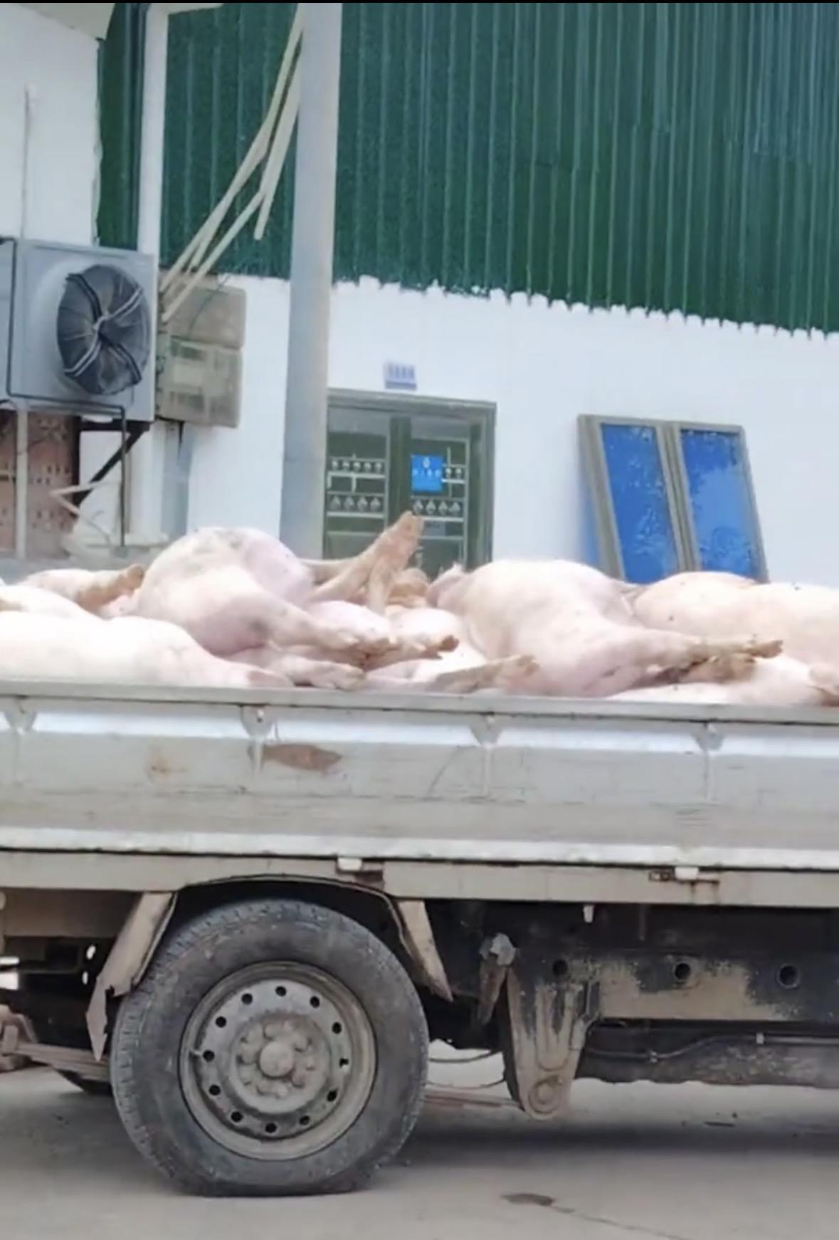 广东一肉联公司门口堆满死猪，7名嫌疑人被控制