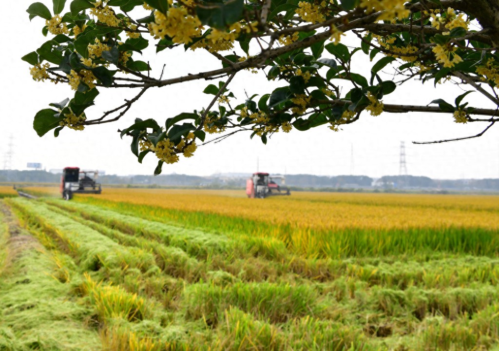 江苏多地主官调研秋收秋种：制造业大省也是农业强省